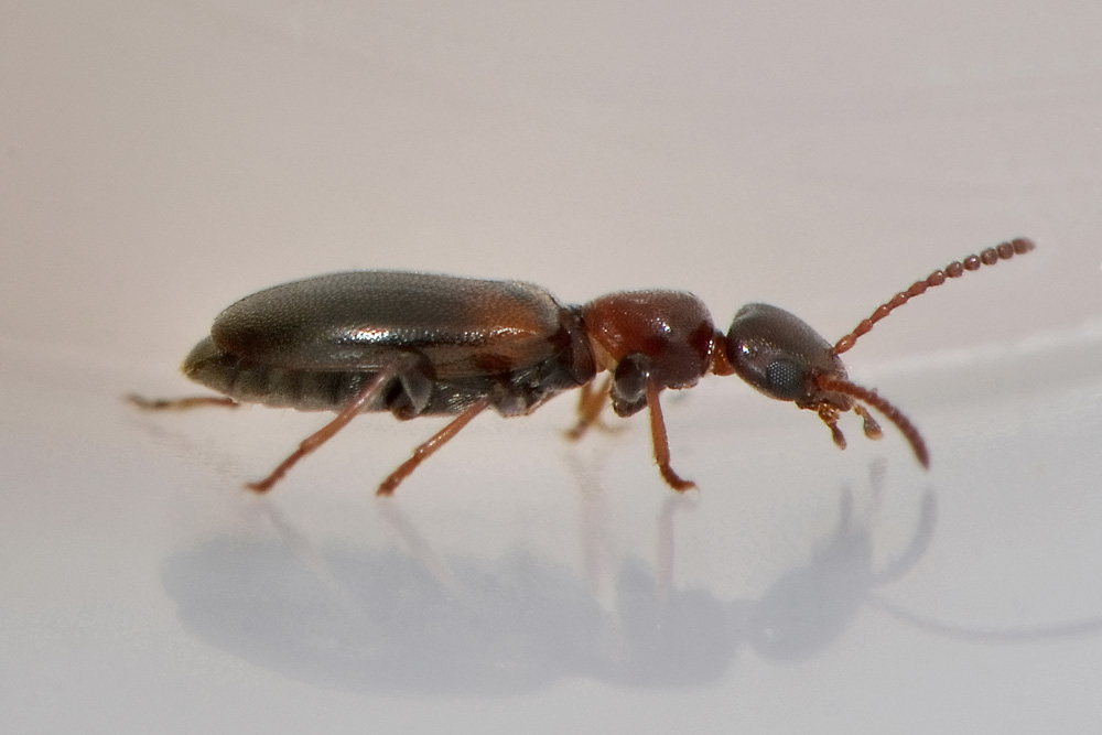 Anthicidae:  Omonadus floralis